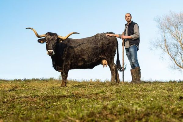 The Tudanca: Cantabrian Gastronomic Excellence